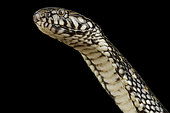 Congo dwarf water cobra (Naja nana)