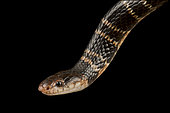 Sundevall's Garter Snake (Elapsoidea sundevallii sundevallii)