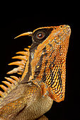 Natalia's mountain horned dragon (Acanthosaura nataliae)