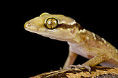Banded leaf-toed gecko (Hemidactylus fasciatus)
