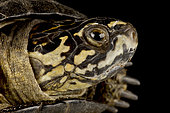Okavango mud turtle (Pelusios bechuanicus)