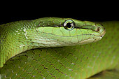 Red-tailed green ratsnake (Gonyosoma oxycephalum)