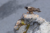 Bearded Vulture (Gypaetus barbatus), side view of a juvenile perched on a rock, Trentino-Alto Adige, Italy
