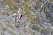 Bearded Vulture (Gypaetus barbatus), juvenile in flight seen from above, Trentino-Alto Adige, Italy