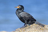 Crowned cormorant (Microcarbo coronatus), side view of an adult in breeding plumage perched on a rock, Mpumalanga, South Africa