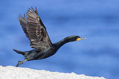 Cape Cormorant (Phalacrocorax capensis), side view of an adult at take-off, Western Cape, South Africa
