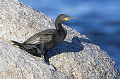 Cape Cormorant (Phalacrocorax capensis), side view of an adult in breeding plumage standing on a rock, Western Cape, South Africa