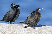 Cape Cormorant (Phalacrocorax capensis), a small flock standing on a rock, Western Cape, South Africa