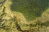Drone view, aerial photo, boreal arctic forest with Pines (Pinus) and Birches (Betula) bordering wetland, moor, Savukoski, Lapland, Finland, Europe