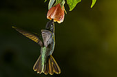Magnificent hummingbird (Eugenes fulgens) flying and feeding on a flower inside the Moxviquil Reserve, Chiapas, Mexico.