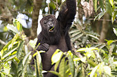 Black howler monkey (Alouatta pigra) eating green leaves on tree inside the Montes Azules biosphere reserve, Chiapas, Mexico.