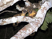 Kinkajou couple (Potos flavus) during reproductive courtship inside the Montes Azules Biosphere Reserve, Chiapas. Mexico.