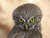 Pygmy owl (Glaucidium brasilianum) in the physiographic region Central depression, Chiapas. Mexico