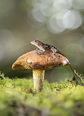 Fan lizard (Anolis tropidonotus) on a mature fungus. Lagunas de Montebello National Park, Chiapas, Mexico.