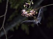 Maguey minor bat (Leptonycteris yerbabuenae) flying and feeding on pochota flowers (Ceiba pentandra) during the night. Cañon del Sumidero National Park, Chiapas, Mexico.