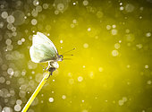 Daytime butterfly on the fly, San Cristobal de las Casas, Chiapas, Mexico.