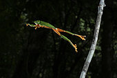 Black-eyed frog (Agalychnis moreletii) jumping from the tree branch. El Ocote Biosphere Reserve, Chiapas, Mexico.