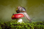 Gastropod on a fungus of the genus Russula. San Jose ecological park, Chiapas, Mexico.