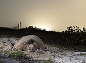 Hawksbill turtle (Eretmochelys imbricata) laying eggs on a beach in Yucatan, Mexico.