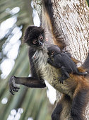 Spider monkey and his baby watching (Ateles geoffroyi), Montes Azules Biosphere Reserve, Chiapas, Mexico.