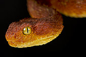 Variable bush viper (Atheris squamigera)