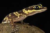 Western marbled velvet gecko (Oedura fimbria )