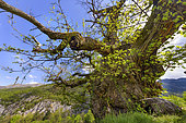The famous chestnut of Bellieux, in Diois, one of the oldest known chestnuts, with 10 m in circumference and an estimated age of more than 500 years. Gorges of Saint Moirans, Drôme, France