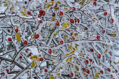 Dog rose (Rosa sp) after a snow squall, Massif du Grand Colombier, Bugey, Ain, France