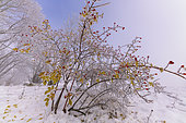 Sweetbriar in fruit in the snow, Massif du Grand Colombier, Bugey, Ain, France
