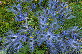 Alpine sea holly (Eryngium alpinium) in flower, Vallon du Fournel, Deslioures biological reserve. Ecrins National Park, Hautes Alpes, France