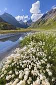 Cotton grass (Eriophorum sp) on the shores of Goléon lake, in the background, the Aiguilles d'Arves, Ecrins National Park, north of La Grave,