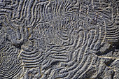Helminthoid flysch, Traces of fossil activity characteristic of flysch in the Embrun region, Vallon du Rabioux, Ecrins National Park, Hautes Alpes, France