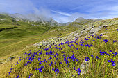 English Iris (Iris latifolia) in bloom in the Ossau massif, Pyrenees National Park, France