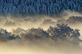 Winter atmosphere in the Jura mountains, Massif du Grand Colombier, Bugey, Ain, France
