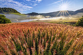 Mists on Lac de l'Embouteilleux, reservoir, near La Pesse, Jura, France