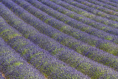 Lavender field on the Sault plateau, Spectacular flowering at the end of July on the Sault plateau, renowned for the quality of its fine lavenders, Vaucluse, Provence, France