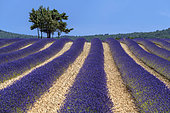 Lavender field on the Sault plateau, Spectacular flowering at the end of July on the Sault plateau, renowned for the quality of its fine lavenders, Vaucluse, Provence, France