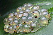 Red-eyed Tree Frog eggs (Agalychnis callidryas) El Ocote Biosphere Reserve, Chiapas, Mexico.