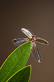 Extended winged firefly (Photinus pyralis), highlands of Chiapas, Mexico.