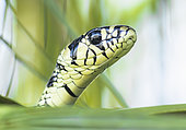 Portrait of tiger snake (Spilotes pullatus) in the Cañon del Sumidero National Park, Chiapas.Mexico.