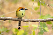 Cinnamon Momoto (Momotus mexicanus) bird perching on a branch, Cañon del Sumidero National Park, Chiapas, Mexico.