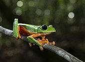 Black-eyed frog (Agalychnis moreletii) endangered worldwide, El Ocote Biosphere Reserve, Chiapas.mexico.
