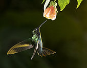 Magnificent hummingbird (Eugenes fulgens) flying and feeding on flower, Moxviquil Reserve, Chiapas, Mexico.