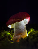 Mushroom of the genus Russula illuminated with led light, San Jose educational park, Chiapas.Mexico