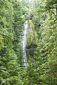 Proxy Falls, Willamette National Forest, Oregon, USA