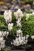 Crested Coral Fungus (Clavulina cristata), Small group on mossy dead wood in autumn, Forêt du massif de la Reine, surroundings of Toul, Lorraine, France
