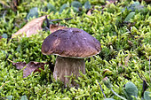 King bolete (Boletus edulis) in the moss in autumn, Vosges massif forest, surroundings of Tholy, Vosges, France