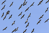Common crane (Grus grus) Group in flight to land near a forest pond in autumn, Massif de la forêt de la Reine, near Toul, Lorraine, France