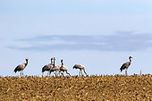 Common crane (Grus grus) Group in a corn field harvested in autumn, Surroundings of Toul, Lorraine, France