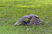 Eurasian sparrowhawk (Accipiter nisus) female killing a Great Spotted Woodpecker (Dendrocopos major) in a garden, Lorraine, France